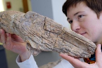 <p class="artikelinhalt">Diesen 290 Millionen Jahre alten, verkieselten Ast will Thorid Zierold, Biologin im Naturkundemuseum, am Dienstag mit nach Dresden nehmen.</p>
