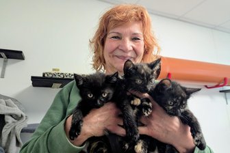 Weltkatzentag: Was sich eine Tierheimchefin aus dem Erzgebirge wünscht - Doris Neubert vom Tierheim bei Annaberg-Buchholz in einer Kinderstube. In dieser lebt Katzenmama Irina mit Iwana, Ilena, Isra und Ilari. Drei der Katzenbabys sind auf dem Bild zu sehen.