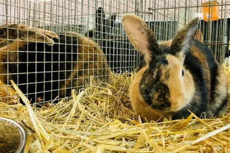Weniger Riesenkaninchen, weniger Schauen: Stirbt die Kaninchenzucht im Erzgebirge aus? - Vom Aussterben bedroht: die Kaninchenrasse Japaner.