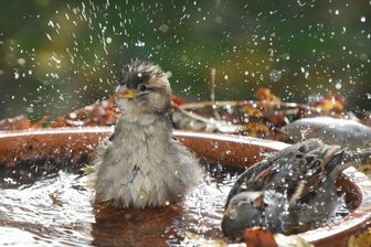 Weniger Spatzen in Sachsen gesichtet - Haussperlinge leben meistens in Gruppen zusammen. (Symbolbild)