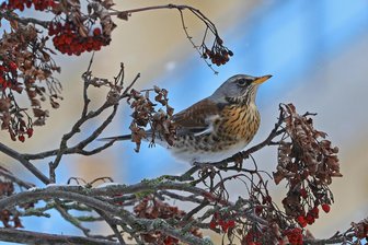 Weniger Vögel, aber auch weniger Vogelzähler in Sachsen - Die Wacholderdrossel kann man nur mit etwas Glück beobachten.