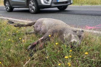 Wenn Auto auf Reh und Wildschwein trifft: Mehr Wildunfälle in Mittelsachsen - Die Anzahl der Wildunfälle ist in Mittelsachsen gestiegen.