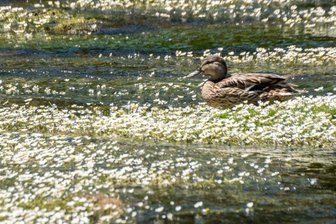 Wenn der Fluss zum Blütenmeer wird - Auf einigen Gewässern der Region ist ein schwimmender Blütenteppich des Wasserhahnenfußes zu sehen, wie hier auf der Zschopau in der Ortslage Scharfenstein.