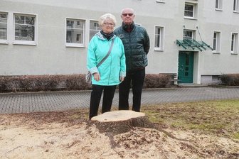 Wenn die Säge kreischt: Esskastanie in Zwickau-Marienthal und Hecke in Weißenborn müssen weichen - Alles was von der Esskastanie übrig blieb. Das Ehepaar Eva und Christoph Uhlemann bedauert das Aus für den Baum am Eschenweg.