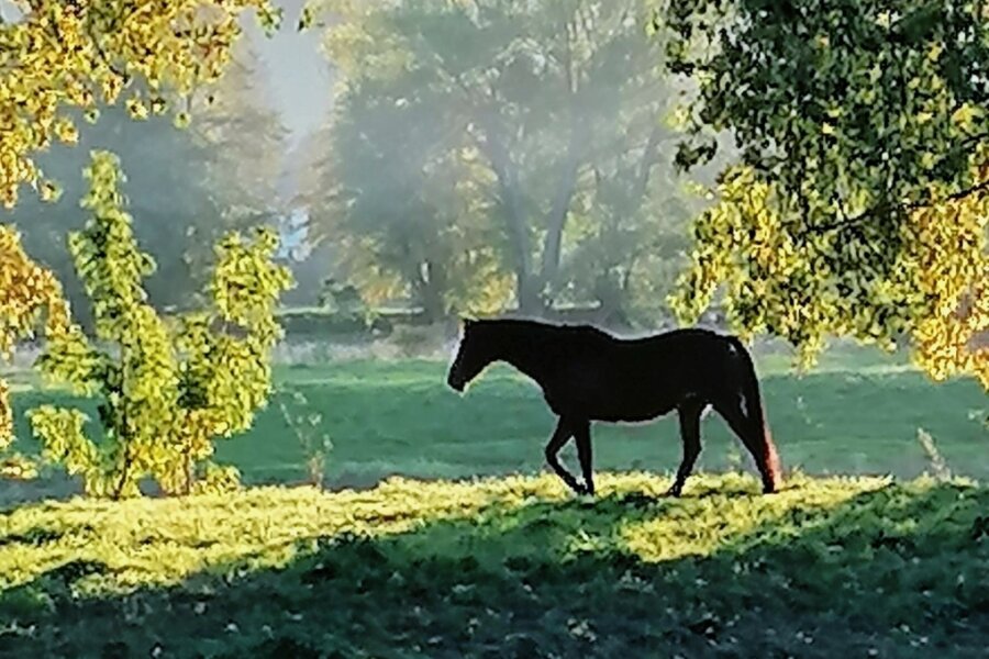 Wenn ein Pferd den goldenen Herbst genießt - 