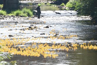 Wenn Enten um die Wette schwimmen -