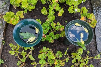 Wenn plötzlich die Vasen leer sind: Blumenklau auf dem Zwickauer Hauptfriedhof nimmt überhand - Zwei leere Vasen, in denen am Tag zuvor noch Blumensträuße das Auge erfreuten. Solch ein Anblick am Grab ihrer Angehörigen tut den Hinterbliebenen weh.