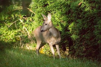 Wenn Rehe Beete kahlfressen -