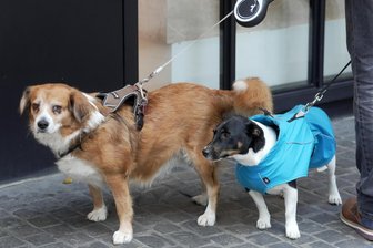Wenn Tiere in Mittelsachsen sterben: Wie geht es weiter mit ihnen? - Wenn Haustiere sterben, haben die Besitzer verschiedene Möglichkeiten für den letzten Weg der tierischen Begleiter. Das Landratsamt Mittelsachsen hat Tipps parat.