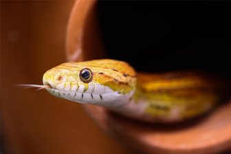Wer hat die fünf Würgeschlangen in Saalfeld freigelassen? - PETA setzt Belohnung aus - Ein Spaziergänger entdeckte einer der exotischen Kornnattern (Symbolfoto) mitten in einem beschaulichen Wohngebiet.