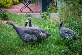 Wer hat die Perlhühner geklaut? - Perlhühner sollen Gärtnermeister Eberhard Meyerhoff beim Kampf gegen die Schnecken unterstützen. Diese Vier sind allerdings schon die zweite Besetzung, die ersten Tiere hatte sich trotz aller Vorsichtsmaßnahmen ein Raubtier geholt.