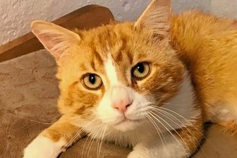 Wer hat Kater Dom mit Schrotkugeln beschossen? - Kater Dom muss mindestens noch einmal operiert werden.