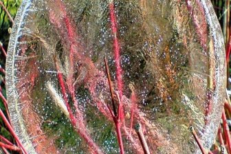 Wer in Deutschland die Ostereier ins Nest legt - Der leichte Nachtfrost der vergangenen Tage ließ in einer Regenwasser-Wanne dieses Eis-Ei wachsen.