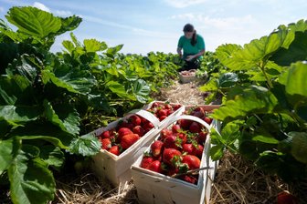 Wer pflückt die Erdbeeren? Bauern ringen um Saisonkräfte - Rund ein Viertel der Saisonarbeiter in der sächsischen Landwirtschaft kommt aus dem Ausland. (Archivbild)