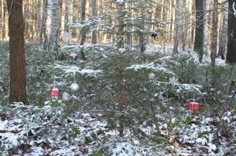 Wer putzt die Tanne im Harthwald an? - Derzeit gut getarnt: Das Bäumchen ist nun schon das dritte Jahr von Unbekannten mit Christbaumkugeln geschmückt worden.