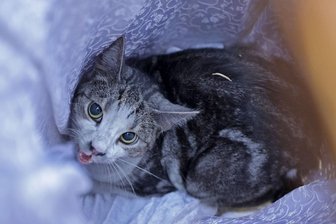 Wer rettet meine Tiere, wenn es brennt? Besondere Einsätze in Hohenstein-Ernstthal und Lichtenstein - Die Katze konnte gerettet werden.