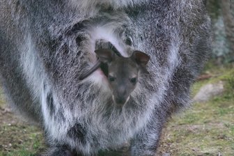 Wer schaut denn da aus dem Beutel? Känguru-Nachwuchs im Tierpark Chemnitz - Hallöchen kleines Känguru. Besucher des Tierparks in Chemnitz können den Nachwuchs bewundern.
