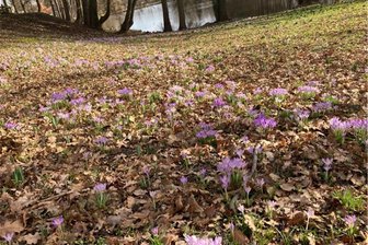 Werdau: Hunderte „nackte Jungfern“ im Landwehrgrund - Hunderte Krokusse blühen derzeit im hinteren Bereich des Landwehrgrundes.