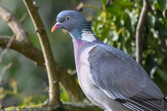 Werdau: Mann schießt Taube vom Dach - 