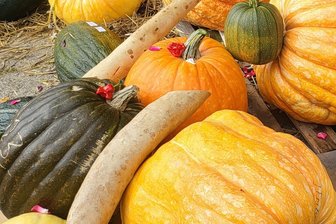 Werdau: Orangenes Gemüse steht im Mittelpunkt - Kürbisse geben dem Werdauer Fest den Namen.