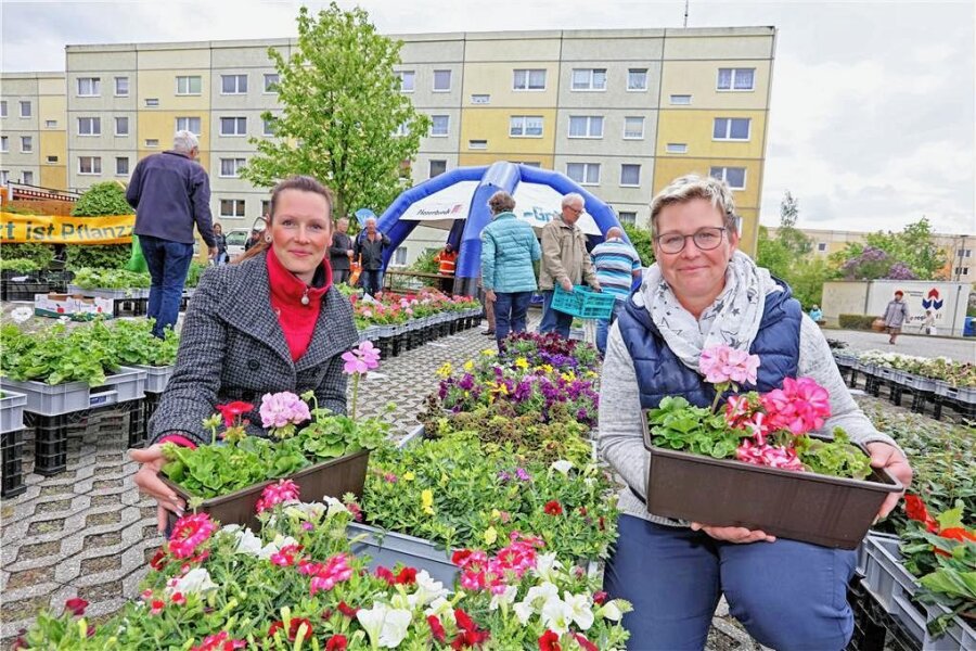 Werdau: Wohnungsvermieter hilft beim Bepflanzen des Balkons - Bunte Blumen für den Balkon gibt es am Donnerstag auf dem Werdauer Kranzberg. 