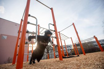 Werdau: Zuschuss für starkes Projekt am Gymnasium - Eine Calisthenics-Anlage ähnlich dieser in Plauen soll am Humboldtgymnasium entstehen.