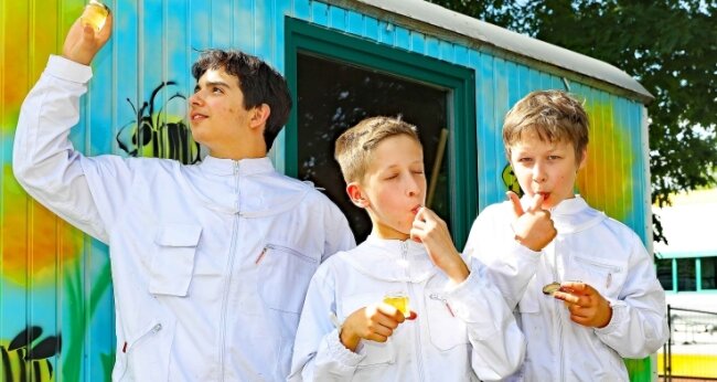 Werdauer Gymnasiasten vermarkten eigenen Honig - Filip Micic, Vitus Quadflieg und Lukas Tresch (von links) von der AG Imker prüfen den Honig auf Geschmack und Aussehen. 