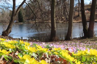 Werdauer Landwehrgrund verwandelt sich in ein Blütenmeer - Unterhalb des Spielplatzes wachsen unzählige Frühblüher. Auch die Narzissen kommen bald.