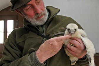Werdauer Marienkirche: Zwei junge Wanderfalken sind flügge - Die kleinen Wanderfalken sind im Mai durch Mitarbeiter des Arbeitskreises Wanderfalkenschutz beringt worden.