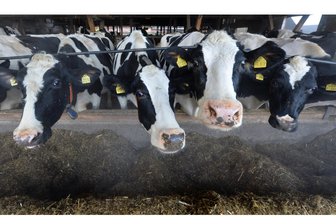 Werdauer Museum zeigt Sonderausstellung „Die Tiere und wir“ - 