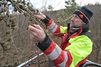 Wertvolles Saatgut aus dem Erzgebirge: 124 Jahre alte Lärchen versprechen reiche Ernte - Forstwirtschaftsmeister Michael Münzner in einer der Kronen der Lärchen, die aktuell im Revier Conradswiese geerntet werden. Dieses Jahr seien die Zapfen besonders groß.