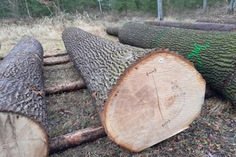 Wertvollste Stämme in Sachsen: Vogtländer erzielen Spitzenrang - Der teuerste Stamm, die sogenannte „Braut“ der Submission: 8314 Euro brachte der knapp sechseinhalb Meter lange Stamm einer Stieleiche aus dem Forstbezirk Leipzig ein.