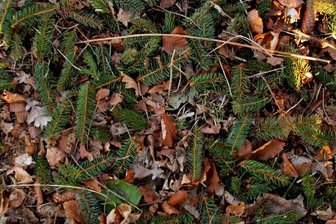 Weshalb Eichhörnchen Fichtentriebe abknabbern - Nach einer Eichhörnchen-Mahlzeit liegen Fichtentriebe dicht gesät auf dem Boden.