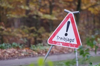 Weshalb im Erzgebirge der Streit um die Jagd aufs Rotwild wieder hochkocht - Ein Schild mit der Aufschrift „Treibjagd" steht an einem Waldweg. In allen sächsischen Forstbezirken läuft derzeit die Jagdsaison, die bis Ende Januar 2025 dauert.
