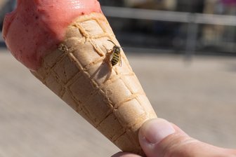 Wespen über Wespen: Das sind die Strategien der Erzgebirger - Wer ein Eis essen will, lockt schnell ungebetene Gäste an. Wespen sind derzeit vielerorts ein Gesprächsthema.