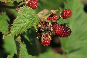 Wespenalarm im Vogtland: Warum die schwarz-gelben Insekten in diesem Jahr so aggressiv sind - An manchen Brombeeren hängt eine ganze Traube Wespen.