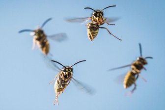 Wespennest übersehen - Kleingärtner stirbt nach Gartenarbeit -