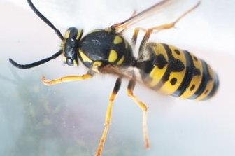 Wespenstiche nerven Menschen in Mittelsachsen - Der Stich einer Wespe ist schmerzhaft.