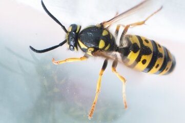 Wespenstiche nerven Mittelsachsen - Der Stich einer Wespe ist schmerzhaft. 