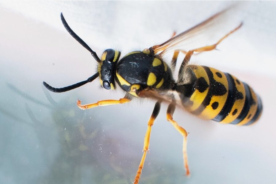 Wespenstiche quälen Mittelsachsen: Diese Hausmittel empfiehlt das Kreiskrankenhaus - Der Stich einer Wespe ist schmerzhaft. 