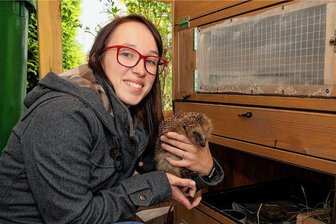 Westsachsens Igelretter wollen Mähroboterverbot und mehr Verständnis für die Natur - Sandra Kühnert mit einem Igel in der heimischen Igelstation.
