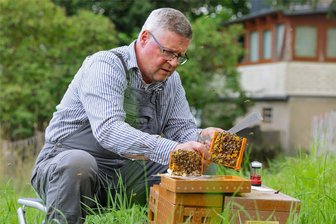 Westsächsischer Imker rettet Zementhonig durch Erwärmung: Geniale Methode oder ein Skandal? - Die Verarbeitung des Zementhonigs ist bei Thomas Griebel inzwischen abgeschlossen. Derzeit hat der Gersdorfer Imker mit der Milbenbehandlung voll zu tun. Außerdem hat er von seinen Völkern einige Brutwaben abgenommen und damit Ableger (Foto) für neue, junge Königinnen bestückt.