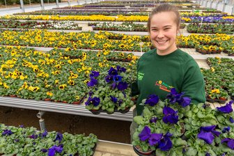 Wetter-Achterbahn im Februar: Sollten Frühblüher im Erzgebirge schon ins Freie? - Hilde Gärtner bereitet in einem der Produktionszelte der Drebacher Gärtnerei Gärtner Stiefmütterchen für den Verkauf vor.