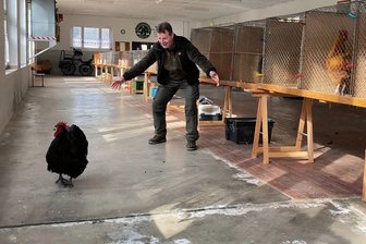 Wettkrähen im Erzgebirge nicht immer das Gelbe vom Ei: Jeder fünfte Hahn hatte keinen Bock - Mike Kunstmann vom Rassegeflügelverein Zwönitz muss seinen Hahn wieder einfangen. Der hatte nicht einmal gekräht, war dafür aber ausgebüxt. Textbaustein: 