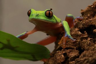 Wie der Tierpark Chemnitz zur Rettung des Orangeaugen-Laubfroschs beiträgt - Soll in Chemnitz eine Population aufbauen: der aus Mittelamerika stammende Orangeaugen-Laubfrosch.