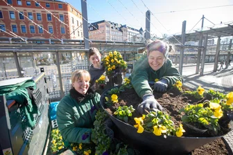 Wie die Plauener Innenstadt zum Frühlingsbeginn aufblühen soll - Claudia Heidner, Paul Schulhause und Bernadette Fischer (von links) haben am Mittwoch den Postplatz begrünt.
