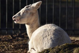Wie ein weißes Weibchen zum schwarzen Schaf wird - Dieses weiße Damtier gehört zu der kleinen Gruppe am Schwanenteich in Mittweida. Zuletzt wurde das Weibchen von seinen Artgenossen geschnitten und ist oft alleine unterwegs.