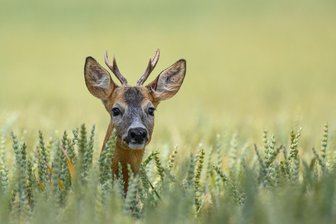 Wie ein Wildtier auf kuriose Weise in einem Reinsdorfer Ortsteil auf Torejagd ging - Ein junger Rehbock, hier ein Symbolbild, verhedderte sich in einem Fußballtor.