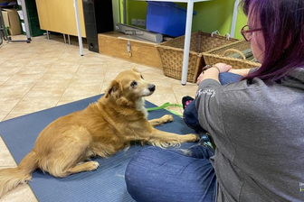Adina Koppelt ist als ambulante Hunde-Physiotherapeutin rings um Mittweida unterwegs.