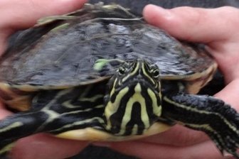 Wie eine Schildkröte gerettet wurde - Diese Schildkröte wurde in Untermarxgrün an ein Tor gespült.